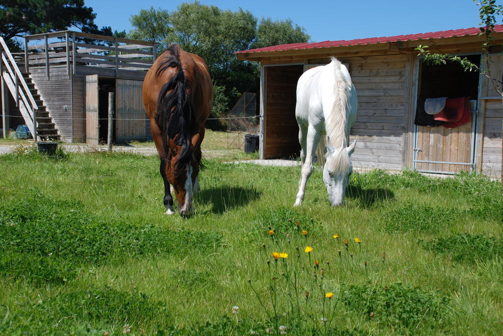 Roulotte Gites O Bien-Etre Massage Spa Sejour Bien-Etre En Hebergement Insolite Roulotte Karantez Ou En Gites Melon Ou Yock A 800 M Des Plages Maison D'Hote Drogou Porspoder Ruang foto