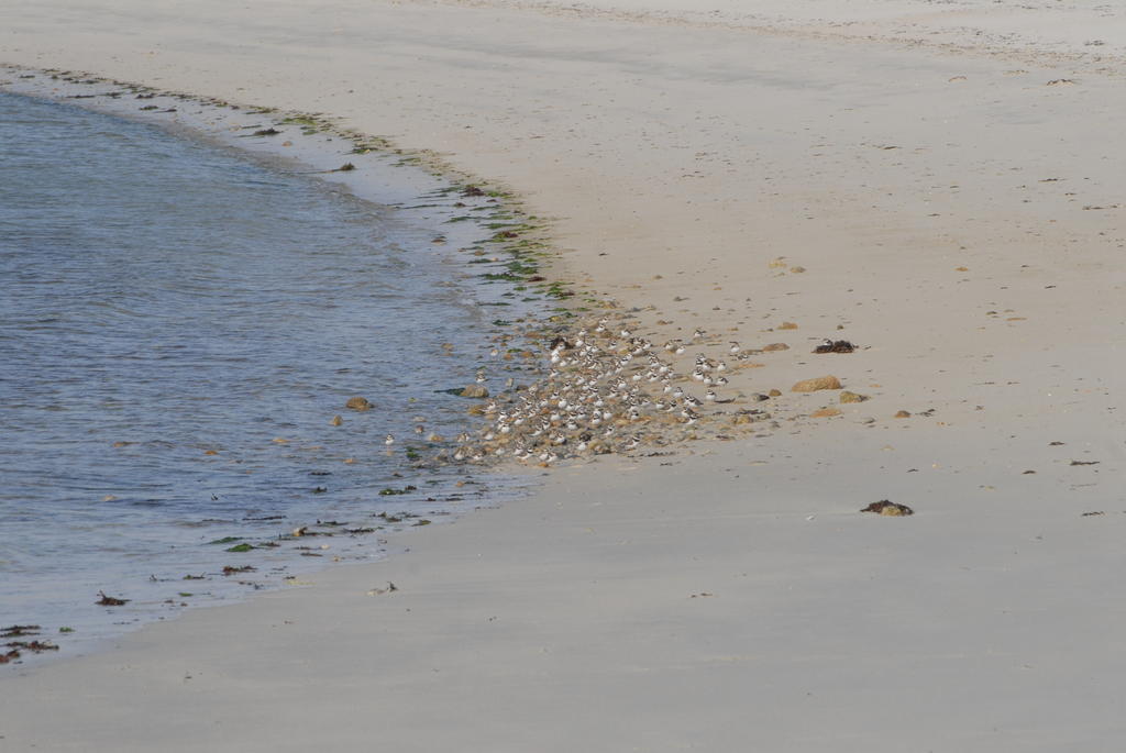 Roulotte Gites O Bien-Etre Massage Spa Sejour Bien-Etre En Hebergement Insolite Roulotte Karantez Ou En Gites Melon Ou Yock A 800 M Des Plages Maison D'Hote Drogou Porspoder Bagian luar foto