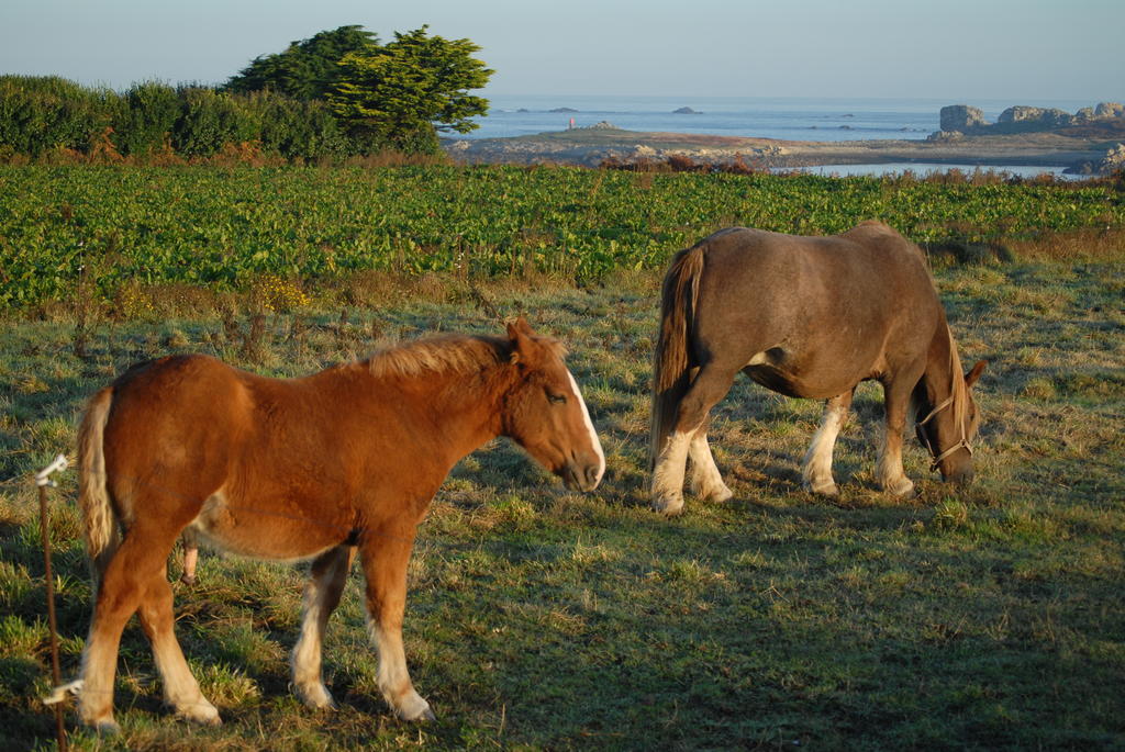 Roulotte Gites O Bien-Etre Massage Spa Sejour Bien-Etre En Hebergement Insolite Roulotte Karantez Ou En Gites Melon Ou Yock A 800 M Des Plages Maison D'Hote Drogou Porspoder Bagian luar foto
